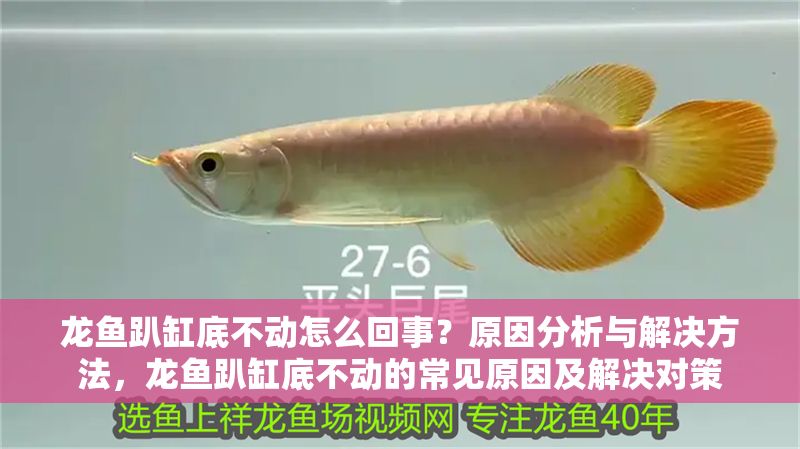 龍魚趴缸底不動怎么回事？原因分析與解決方法，龍魚趴缸底不動的常見原因及解決對策