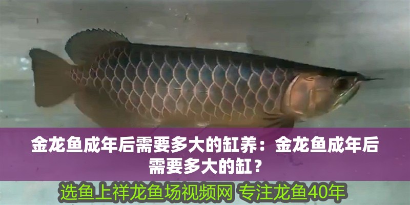 金龍魚成年后需要多大的缸養：金龍魚成年后需要多大的缸？