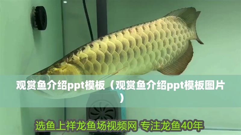 觀賞魚介紹ppt模板（觀賞魚介紹ppt模板圖片）