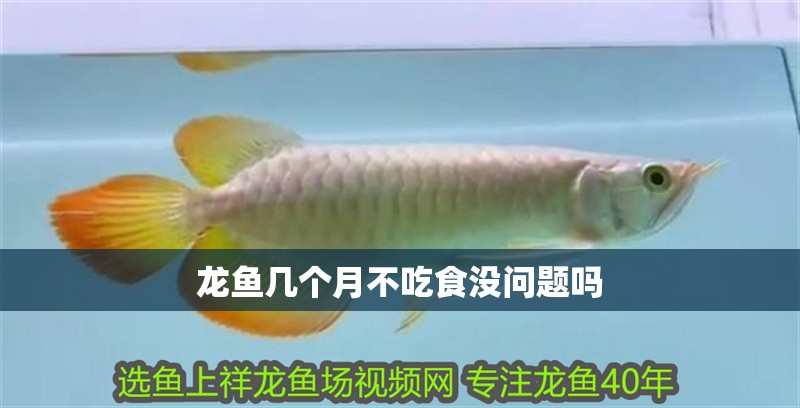 龍魚幾個月不吃食沒問題嗎