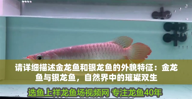 請詳細描述金龍魚和銀龍魚的外貌特征：金龍魚與銀龍魚，自然界中的璀璨雙生