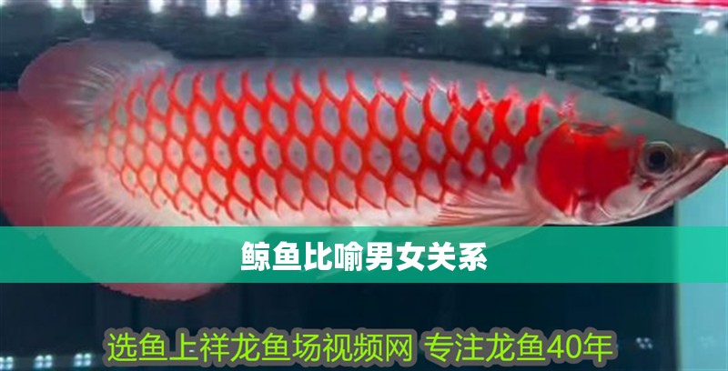 鯨魚比喻男女關(guān)系