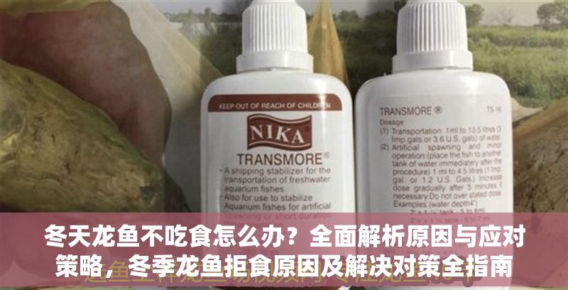 冬天龍魚不吃食怎么辦？全面解析原因與應(yīng)對(duì)策略，冬季龍魚拒食原因及解決對(duì)策全指南