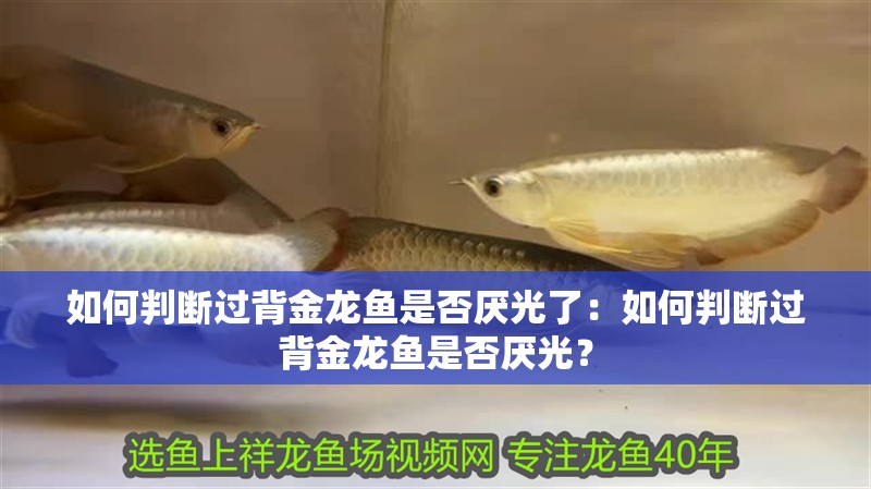 如何判斷過背金龍魚是否厭光了：如何判斷過背金龍魚是否厭光？
