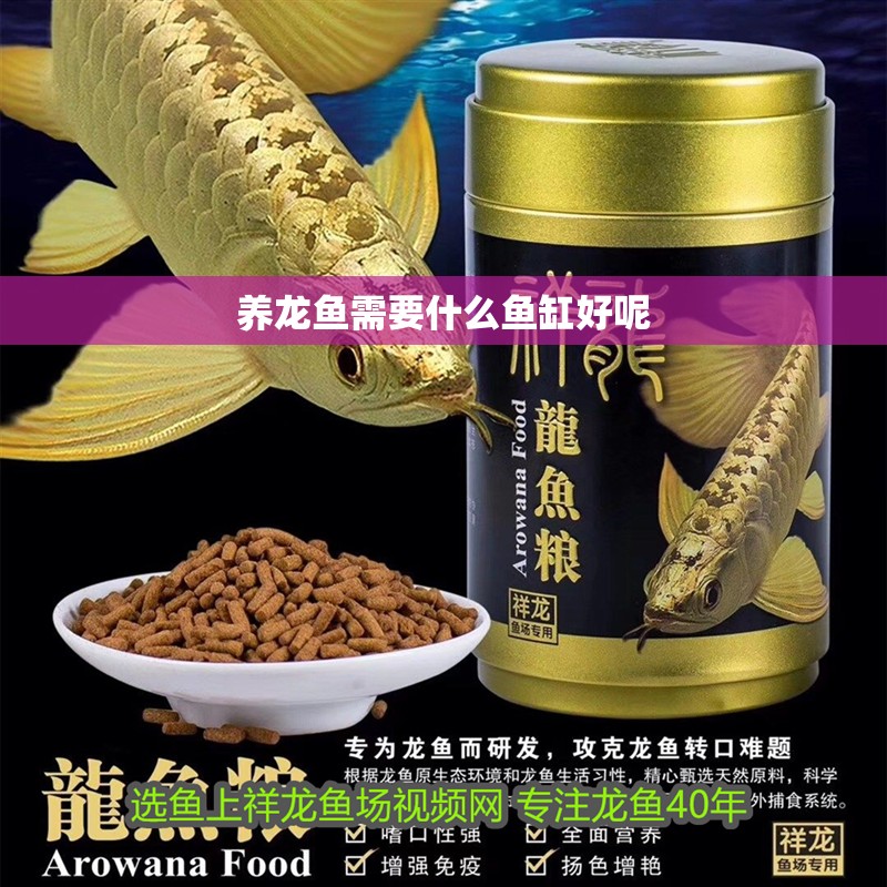 養龍魚需要什么魚缸好呢