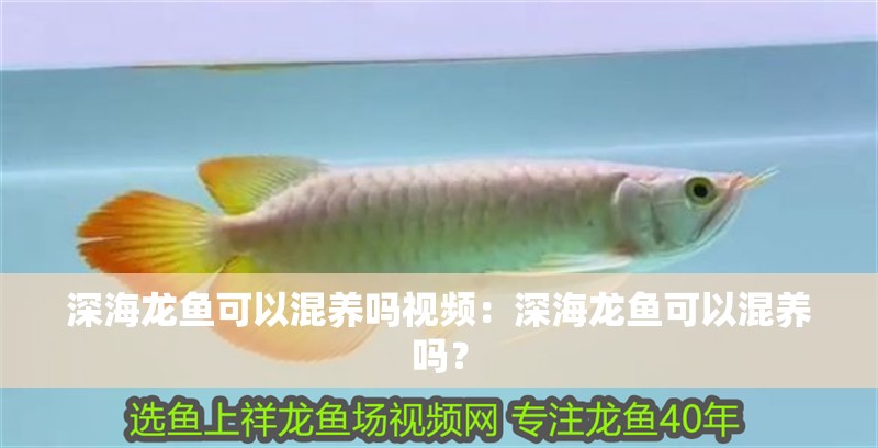 深海龍魚可以混養(yǎng)嗎視頻：深海龍魚可以混養(yǎng)嗎？