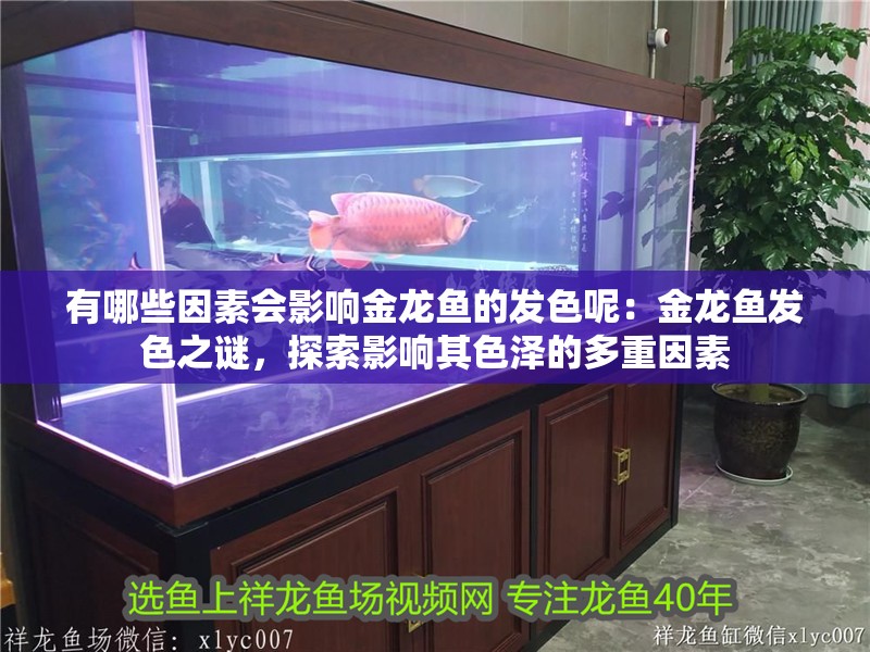 有哪些因素會影響金龍魚的發色呢：金龍魚發色之謎，探索影響其色澤的多重因素