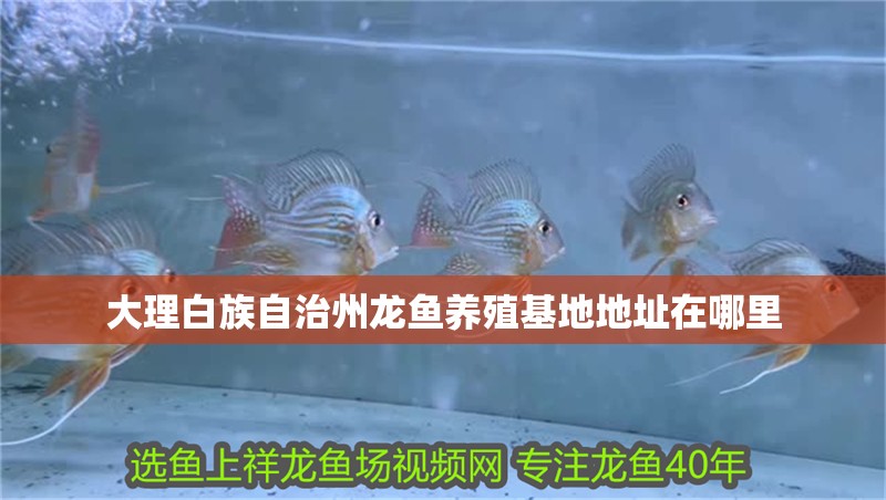 大理白族自治州龍魚養(yǎng)殖基地地址在哪里