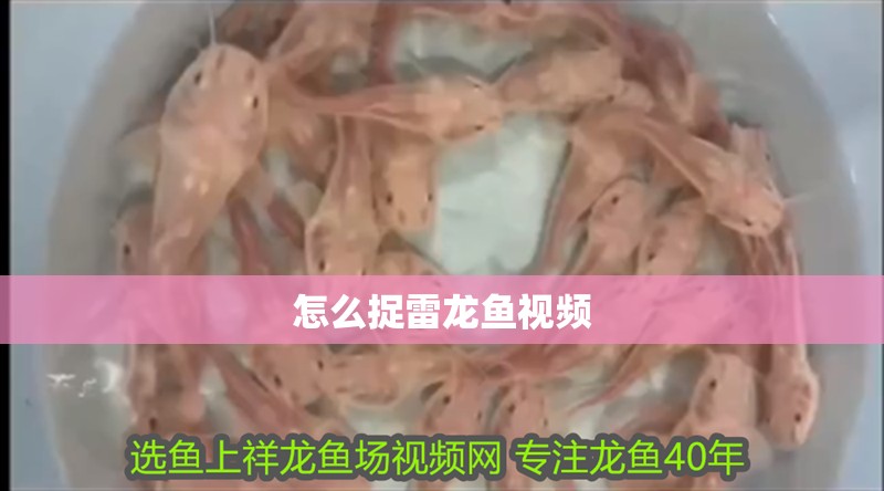 怎么捉雷龍魚視頻 怎么捉雷龍魚視頻 龍魚百科