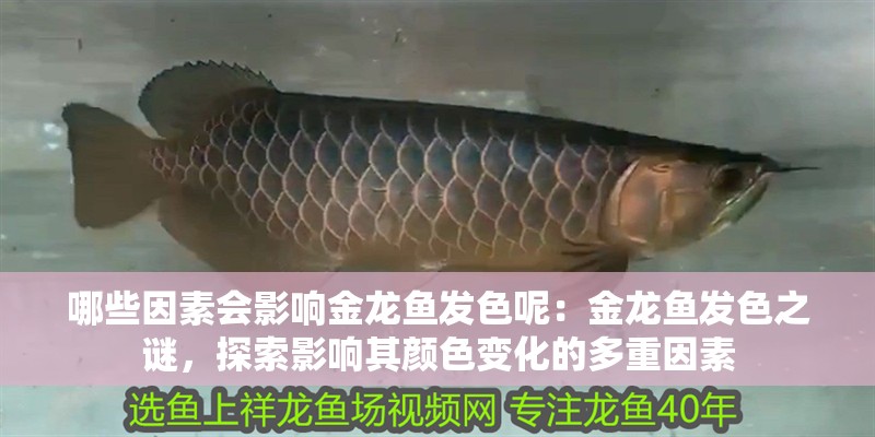 哪些因素會影響金龍魚發色呢：金龍魚發色之謎，探索影響其顏色變化的多重因素
