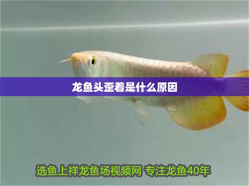龍魚頭歪著是什么原因