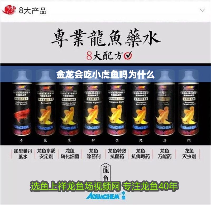 金龍會吃小虎魚嗎為什么