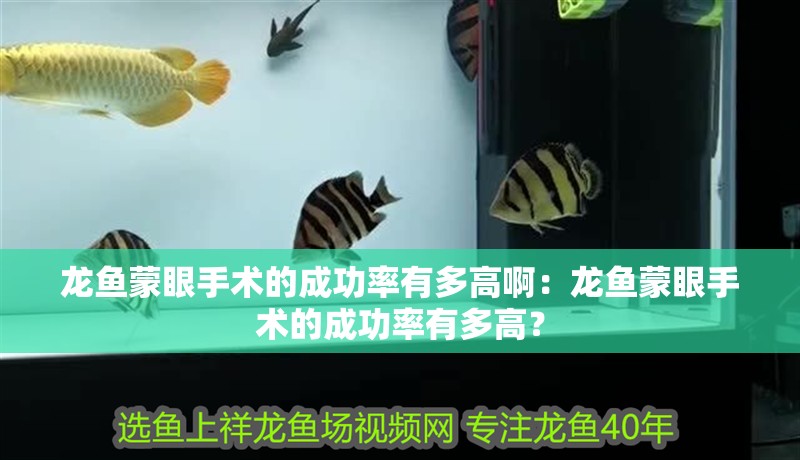 龍魚蒙眼手術的成功率有多高啊：龍魚蒙眼手術的成功率有多高？