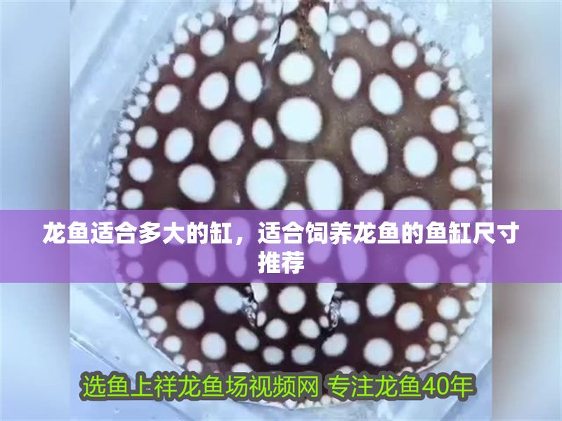 龍魚適合多大的缸，適合飼養(yǎng)龍魚的魚缸尺寸推薦