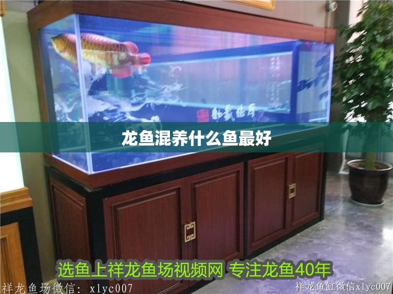 龍魚混養什么魚最好