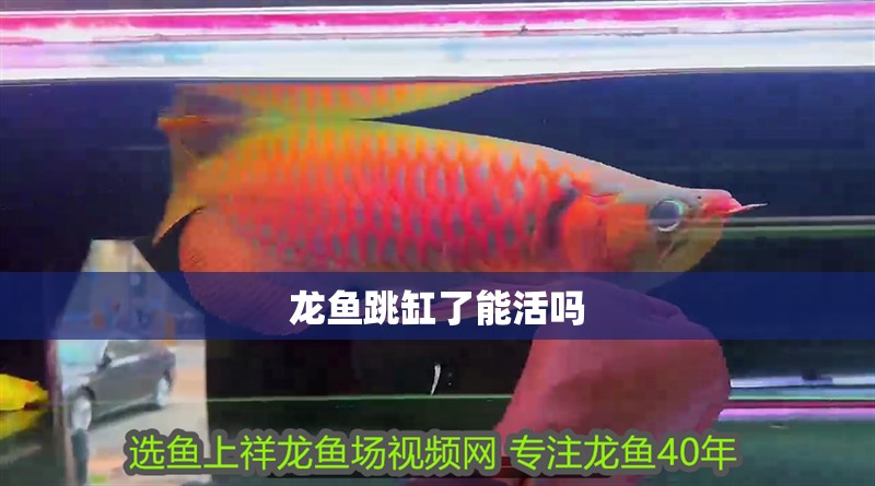 龍魚跳缸了能活嗎