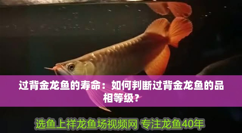 過背金龍魚的壽命：如何判斷過背金龍魚的品相等級？