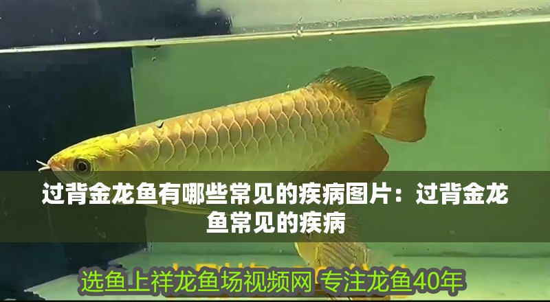 過背金龍魚有哪些常見的疾病圖片：過背金龍魚常見的疾病