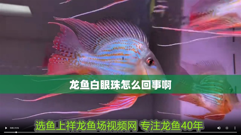 魚缸過濾器選購指南:自制魚缸過濾器魚缸上置過濾器對于養(yǎng)魚愛好者的必備知識 龍魚白眼珠怎么回事啊 龍魚百科 龍魚白眼珠怎么回事啊 龍魚白眼珠怎么回事啊 龍魚百科