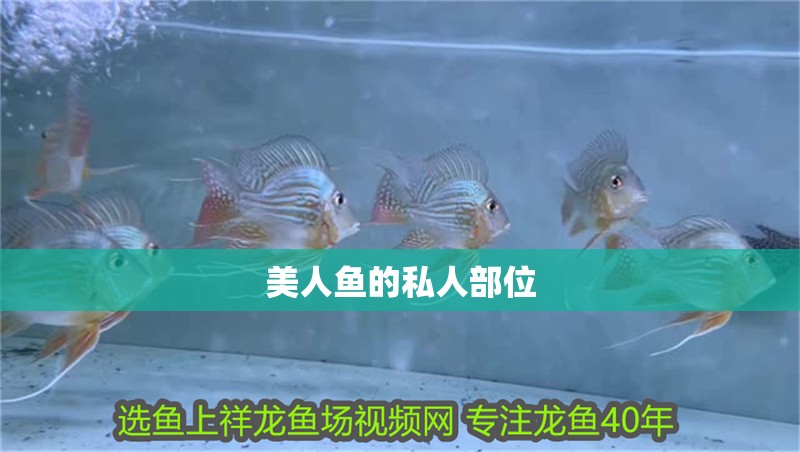 美人魚(yú)的私人部位