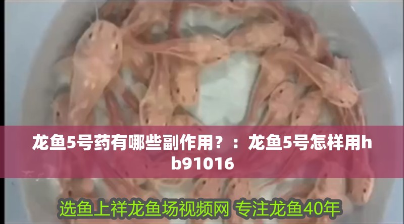 龍魚5號藥有哪些副作用？：龍魚5號怎樣用hb91016
