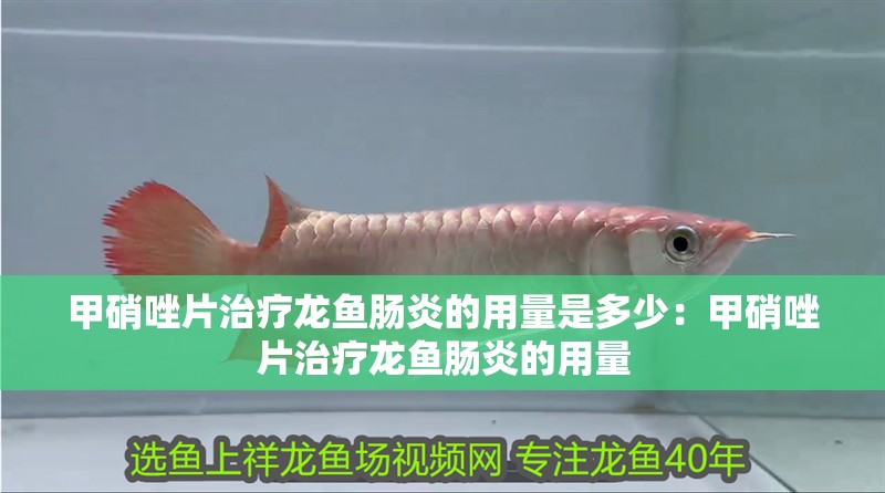 甲硝唑片治療龍魚腸炎的用量是多少：甲硝唑片治療龍魚腸炎的用量