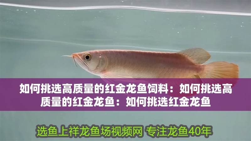 如何挑選高質(zhì)量的紅金龍魚飼料：如何挑選高質(zhì)量的紅金龍魚：如何挑選紅金龍魚
