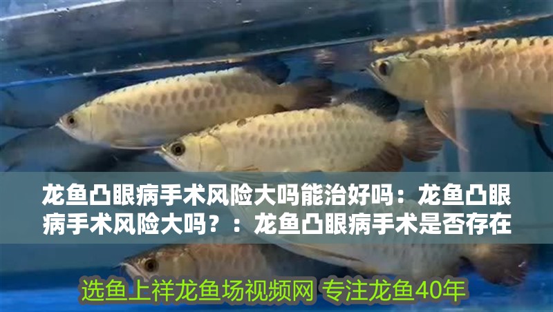 龍魚凸眼病手術風險大嗎能治好嗎：龍魚凸眼病手術風險大嗎？：龍魚凸眼病手術是否存在較大的風險？
