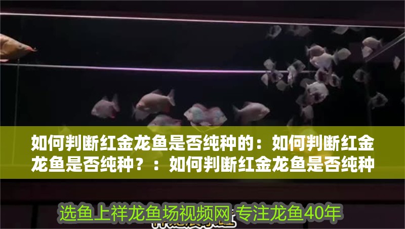 如何判斷紅金龍魚是否純種的：如何判斷紅金龍魚是否純種？：如何判斷紅金龍魚是否純種