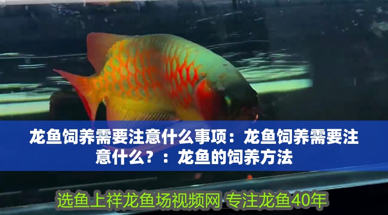 龍魚飼養需要注意什么事項：龍魚飼養需要注意什么？：龍魚的飼養方法