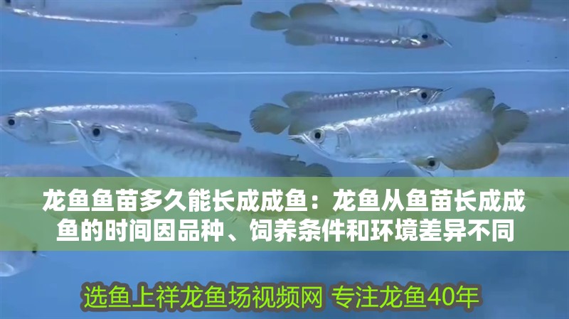 龍魚魚苗多久能長成成魚：龍魚從魚苗長成成魚的時間因品種、飼養條件和環境差異不同