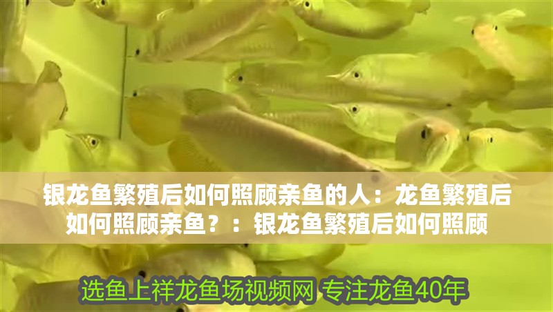 銀龍魚繁殖后如何照顧親魚的人：龍魚繁殖后如何照顧親魚？：銀龍魚繁殖后如何照顧