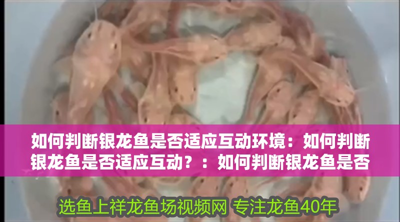如何判斷銀龍魚(yú)是否適應(yīng)互動(dòng)環(huán)境：如何判斷銀龍魚(yú)是否適應(yīng)互動(dòng)？：如何判斷銀龍魚(yú)是否已經(jīng)適應(yīng)了與人的互動(dòng)