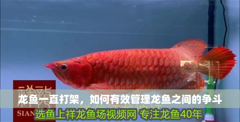 龍魚一直打架，如何有效管理龍魚之間的爭斗