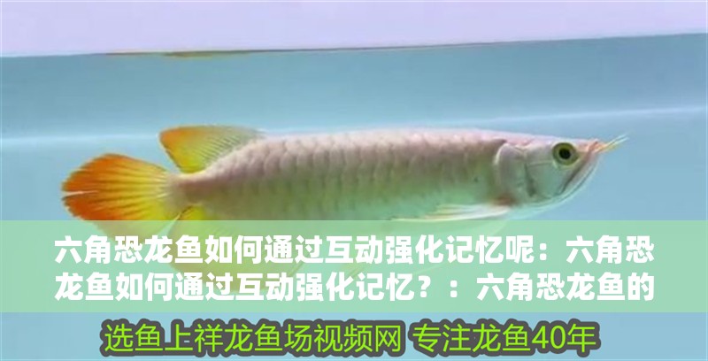 六角恐龍魚如何通過互動(dòng)強(qiáng)化記憶呢：六角恐龍魚如何通過互動(dòng)強(qiáng)化記憶？：六角恐龍魚的互動(dòng)行為