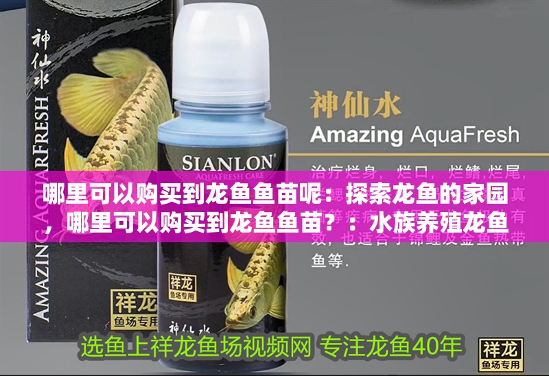 哪里可以購買到龍魚魚苗呢：探索龍魚的家園，哪里可以購買到龍魚魚苗？：水族養殖龍魚魚苗的購買龍魚魚苗需要注意哪些要點