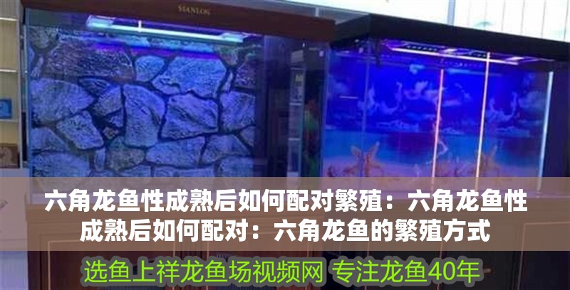 六角龍魚性成熟后如何配對繁殖：六角龍魚性成熟后如何配對：六角龍魚的繁殖方式