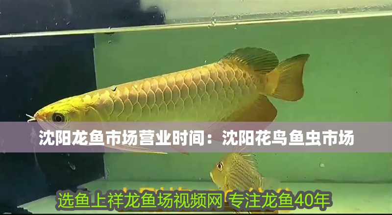 沈陽龍魚市場營業時間：沈陽花鳥魚蟲市場