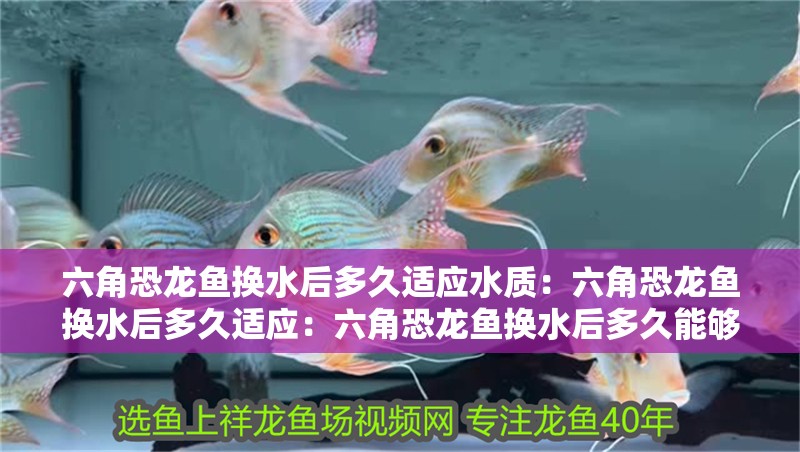 六角恐龍魚換水后多久適應(yīng)水質(zhì)：六角恐龍魚換水后多久適應(yīng)：六角恐龍魚換水后多久能夠適應(yīng)新水質(zhì)取決于多種因素