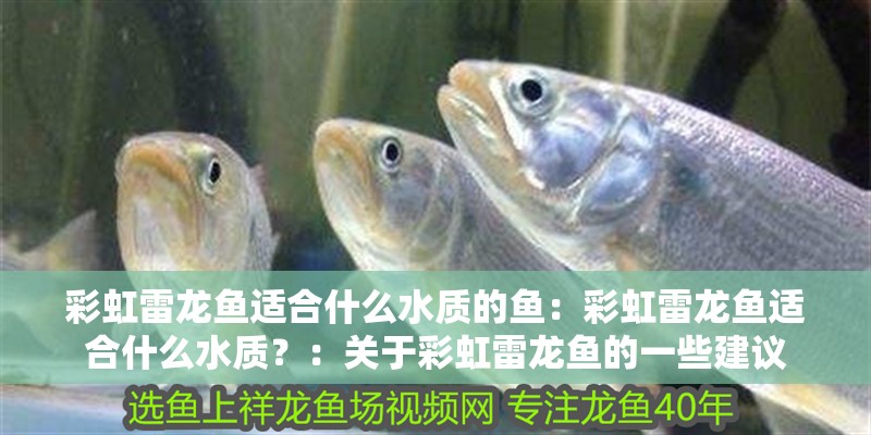 彩虹雷龍魚適合什么水質的魚：彩虹雷龍魚適合什么水質？：關于彩虹雷龍魚的一些建議