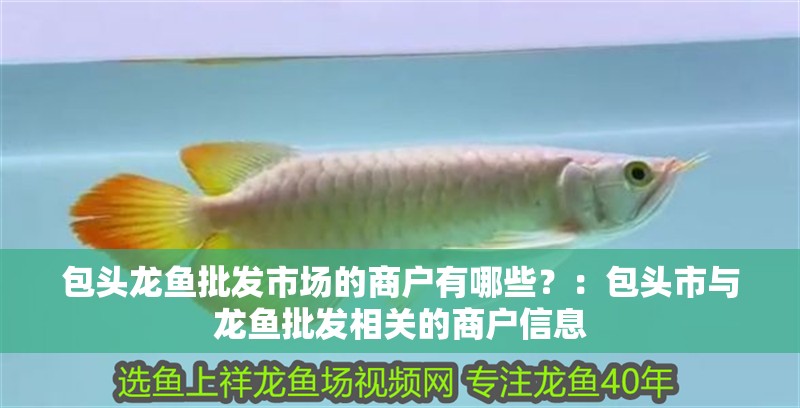 包頭龍魚批發(fā)市場的商戶有哪些？：包頭市與龍魚批發(fā)相關的商戶信息