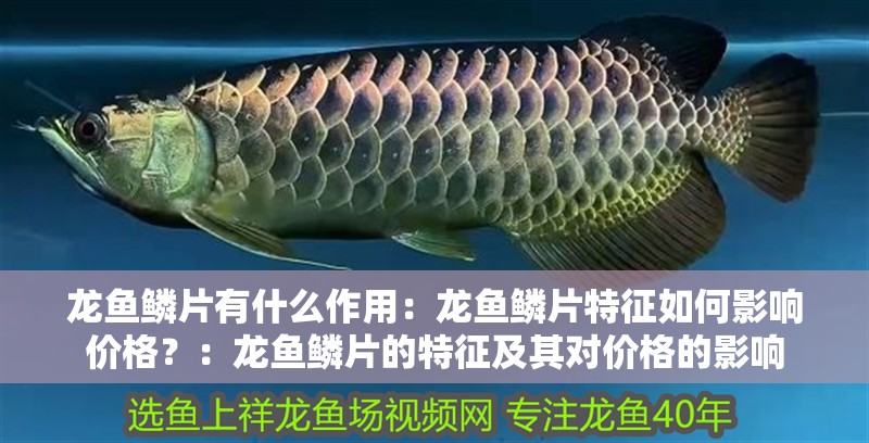 龍魚鱗片有什么作用：龍魚鱗片特征如何影響價格？：龍魚鱗片的特征及其對價格的影響