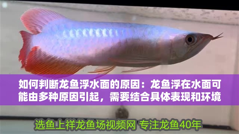 如何判斷龍魚浮水面的原因：龍魚浮在水面可能由多種原因引起，需要結(jié)合具體表現(xiàn)和環(huán)境因素綜合判斷