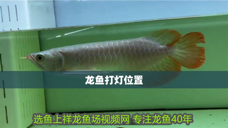 龍魚打燈位置