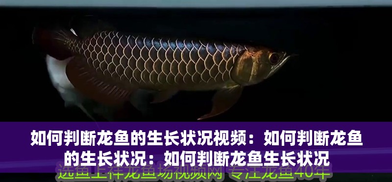 如何判斷龍魚的生長狀況視頻：如何判斷龍魚的生長狀況：如何判斷龍魚生長狀況