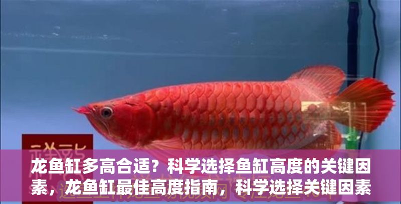 龍魚缸多高合適？科學選擇魚缸高度的關鍵因素，龍魚缸最佳高度指南，科學選擇關鍵因素解析