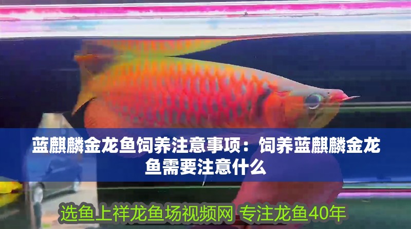 藍麒麟金龍魚飼養注意事項：飼養藍麒麟金龍魚需要注意什么