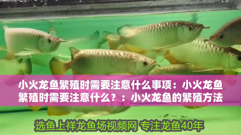 小火龍魚繁殖時需要注意什么事項：小火龍魚繁殖時需要注意什么？：小火龍魚的繁殖方法