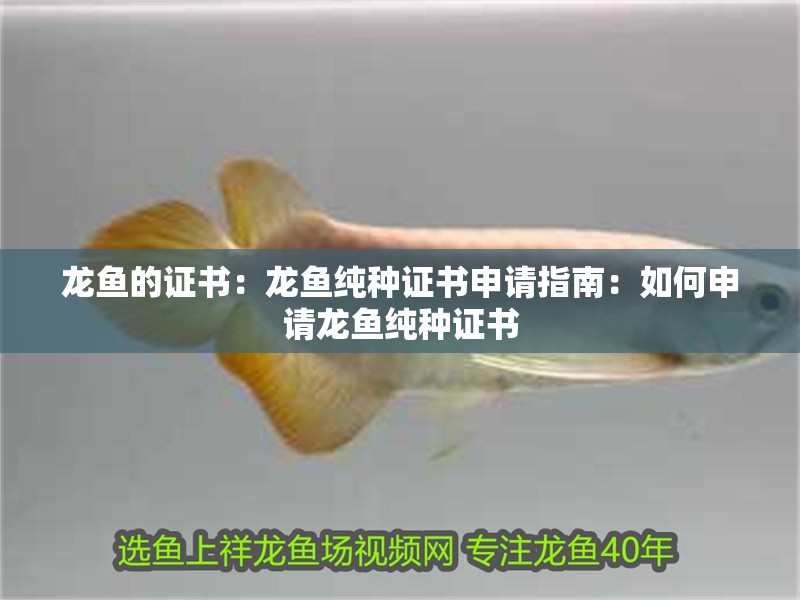 龍魚的證書：龍魚純種證書申請指南：如何申請龍魚純種證書