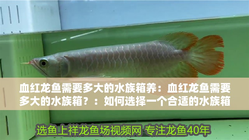 血紅龍魚需要多大的水族箱養：血紅龍魚需要多大的水族箱？：如何選擇一個合適的水族箱大小